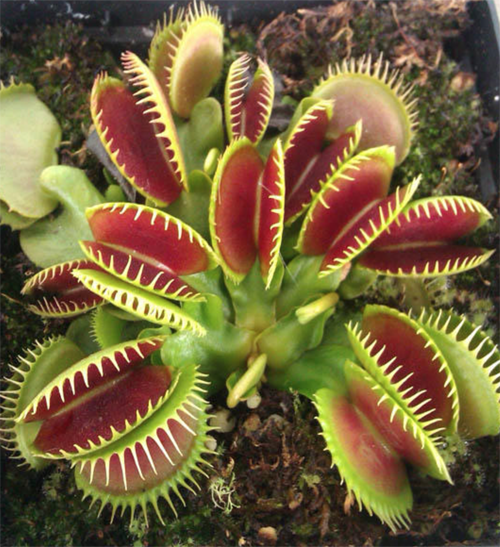 Carnivor plants contribute to decorate the grill restaurant and support its concept.
